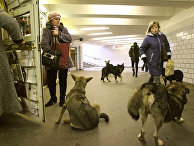 Шведы в ужасе: ученые усыпляют собак ради исследований (Postimees, Эстония) - «Наука»