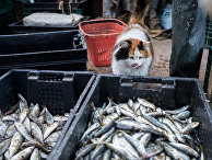 Мертвое море: из-за войны с Россией и промышленного браконьерства Азовское море может остаться без рыбы (УНIАН, Украина) - «Общество»