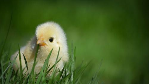 Восстание кур: Учёные объяснили поведение цыплят-убийц во Франции - «Новости»