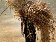 Сирия: от самообеспеченности зерном до зависимости от импорта (Asia Times, Гонконг) - «Новости»