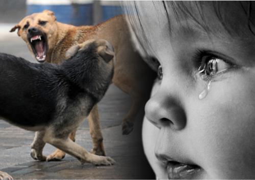 «Боже, как страшно!»: Бездомные собаки стали чаще нападать на детей - отстрел неминуем? - «Новости»