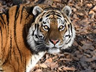 CBS News (США): «сказочный» сибирский тигр, несмотря ни на что, восстанавливает свою популяцию - «Новости»