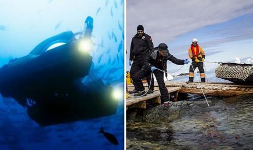 Учёные обнаружили «похожих на пришельцев» существ на глубине в 1000 метров под таящей Антарктидой - «Наука»