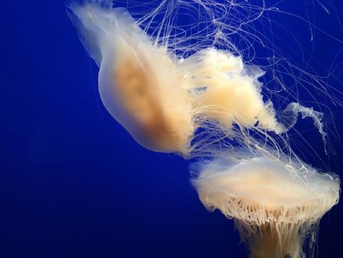 Вдохновлённые медузами: Учёные создали «электронную кожу», которая восстанавливается при намокании - «Наука»