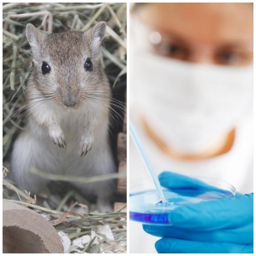 Учёные смогут победить рак поджелудочной железы с помощью мышей - «Новости»