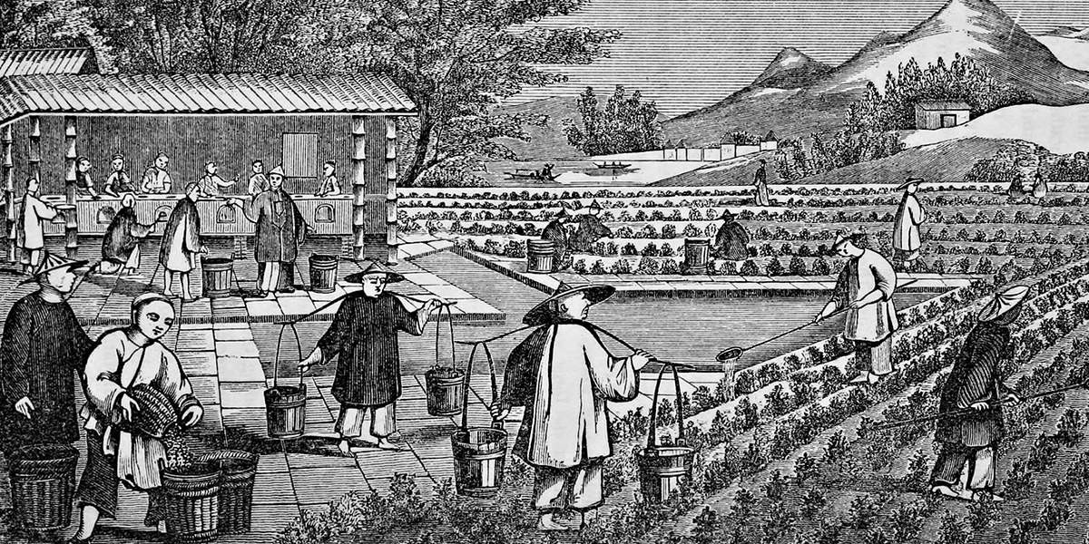 Экономика 13 века. Экономика Японии в 18 веке. Экономика яапонии в 18 век. Чайные плантации в Индии 19 век. Экономика Японии в 19 веке.