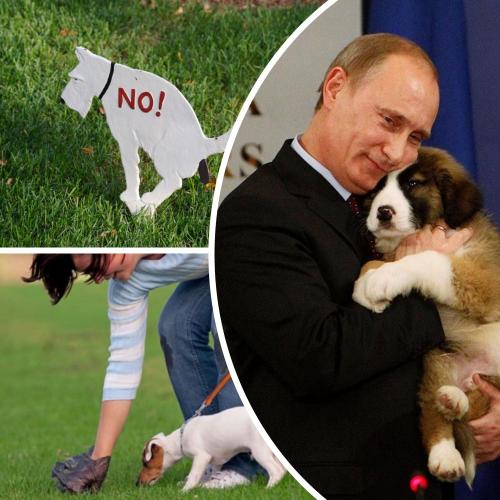 Рейтинг не пахнет: Россиянка захотела поговорить с Путиным о собачьих какашках - «Новости»