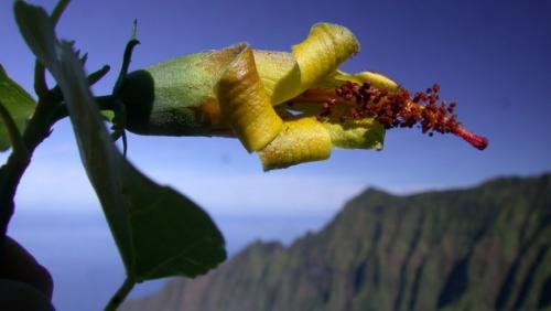 Считавшийся вымершим цветок обнаружили на Гавайях - «Новости»