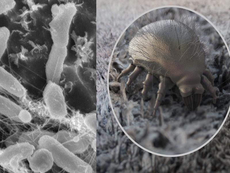 Пыль микробы