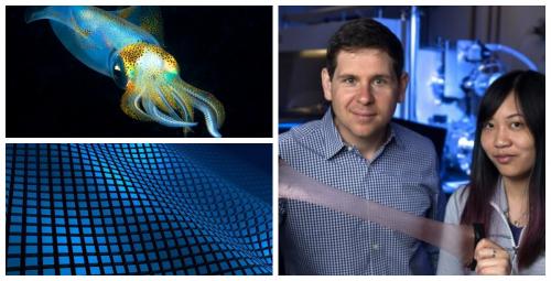 Сила океана: Ученые разработали новый вид волокна на основе кожи кальмара - «Наука»