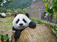 Большие панды отправляются в Россию - «Новости»