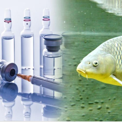 Слизь рыбы станет вакциной от кишечной палочки и рака? Исследование обнадёживает смертельнобольных пациентов - «Новости»