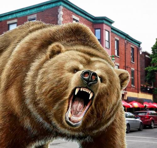 Бурый ужас: Медведи пугают жителей Магадана и Еврейской автономии - «Общество»