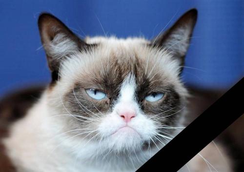Счастлив на небесах: В США умер самый угрюмый кот - «Новости»