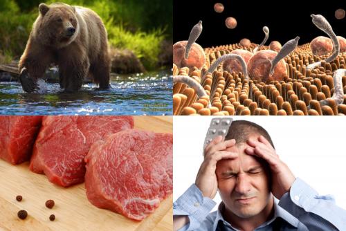 Мясо сахалинских медведей содержит паразитов, опасных для жизни человека - «Наука»
