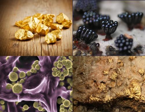 Микроскопические австралийские грибы производят золото - учёные - «Наука»