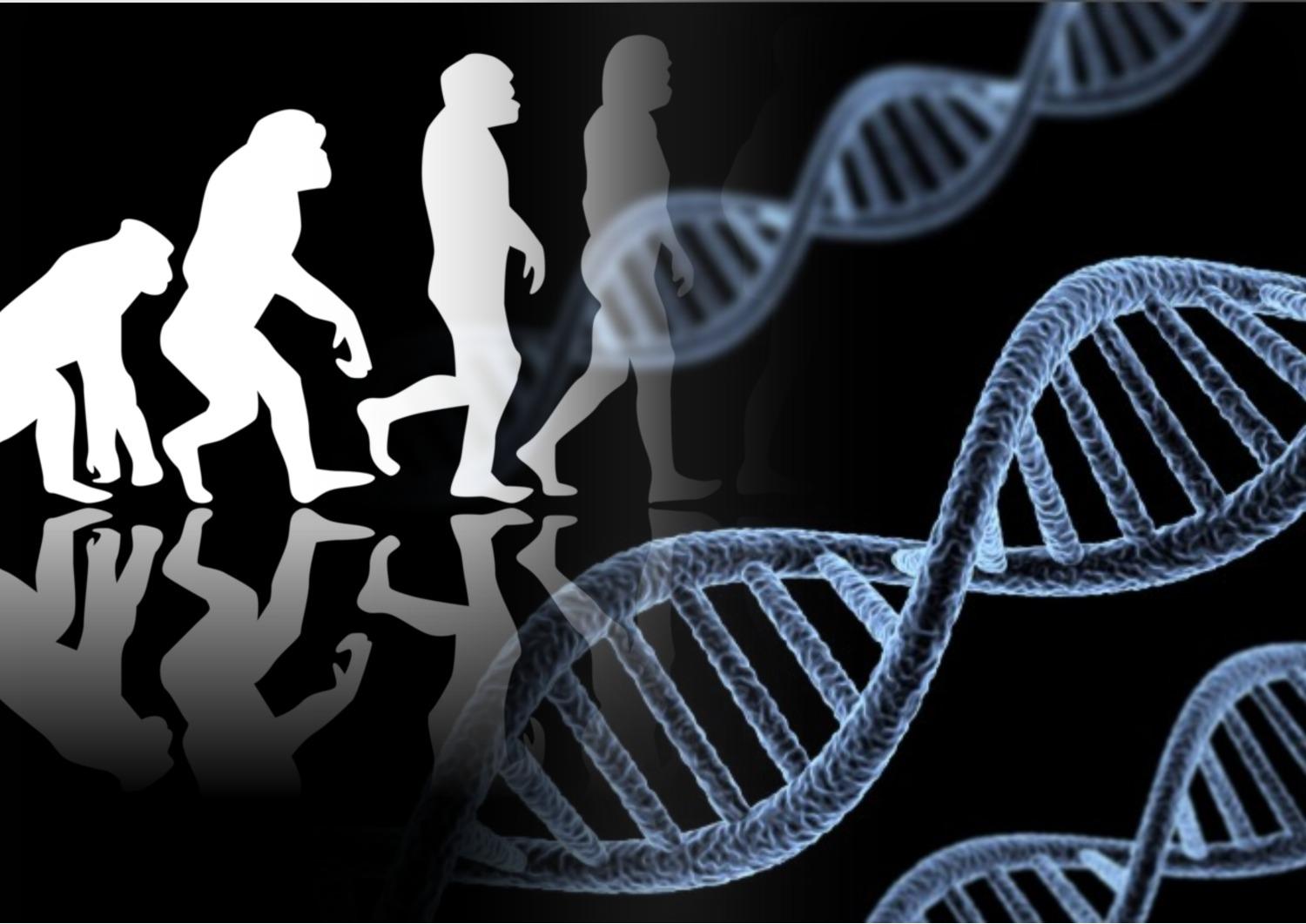 Большинство людей исследуют. Эволюция ДНК. Эволюция гены. Эволюция генома человека. ДНК человека.