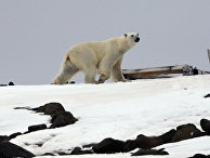 The Telegraph (Великобритания): российские поселки в Арктике готовятся к «вторжениям» белых медведей - «Общество»