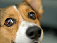 The Science: возможно, люди помогли собакам выработать особый «щенячий взгляд» - «Новости»