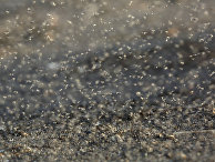 Ilta-Sanomat (Финляндия): миллионы мух захватили российский поселок - «Новости»