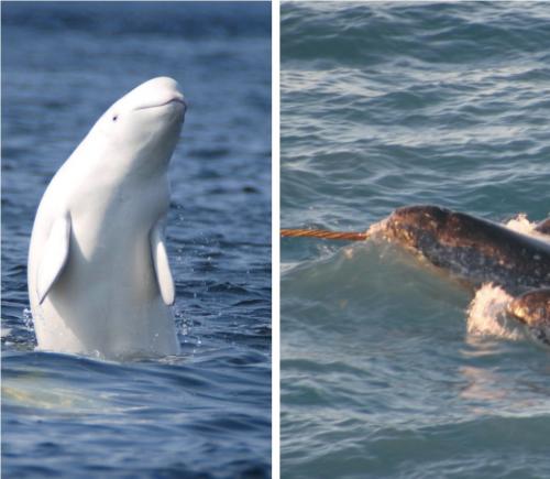 Мутант или чудо природы? Учёные обнаружили новый вид китов - «Наука»