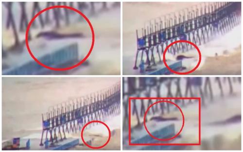 Дракон с Нибиру напал на Крым: Ящер-пришелец съел туриста и начал пожирать железный мост - «Наука»