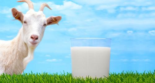 Козье молоко обновляет и очищает кишечник – ученые - «Наука»