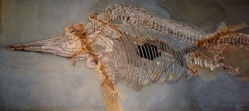 Вот так находка: Канадские шахтеры нашли останки древнего чудовища - «Наука»