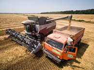 Мечта хлебопека: в России богатый урожай высококачественной пшеницы (Bloomberg, США) - «Новости»