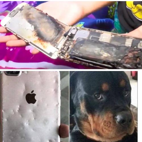 Девочка обманула? Скандал с возгоранием iPhone 6 проверили с помощью укусов собаки - «Новости»
