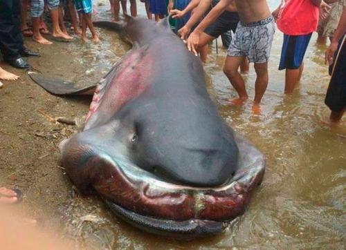 Акула с Нибиру напала на рыбаков! Шестиметровое чудовище поймали у границ России - «Наука»