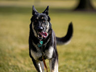 Politico (США): первый пёс США по имени Мейджор снова покусал человека - «Общество»
