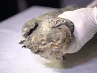 CNN (США): в Сибири нашли прекрасно сохранившегося замороженного пещерного львенка, которому 28 000 лет - «Наука»