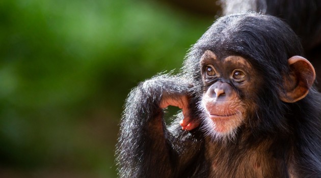 Ученые установили основное отличие мозга людей от приматов