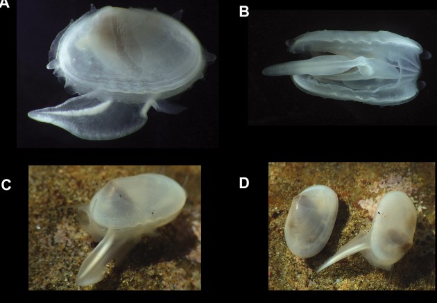 У калифорнийских берегов обнаружили редкого моллюска древнейшего вида