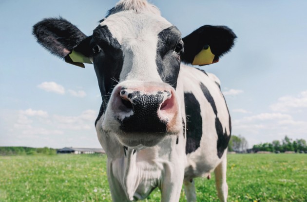 Ученые: будущее за коровами, которые носят смарт-часы