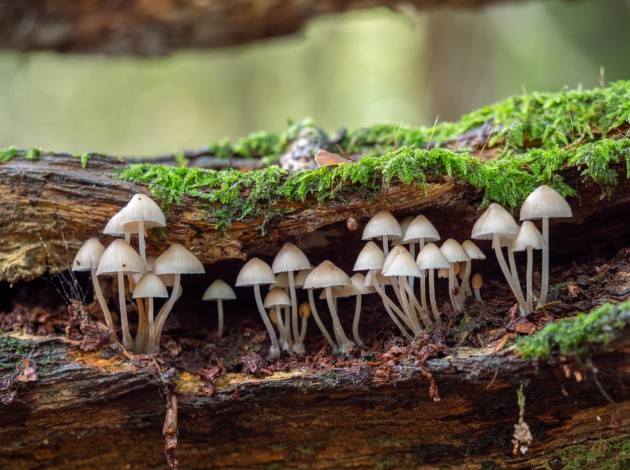 Ученые опровергли способность «общения» деревьев с помощью грибной сети