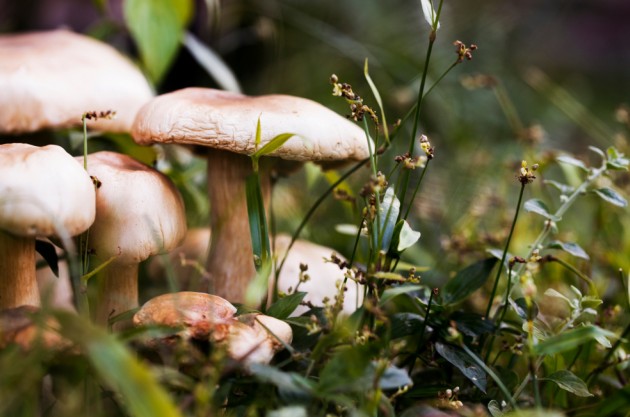 Ученые выяснили, что грибы — отличные борцы с глобальным потеплением