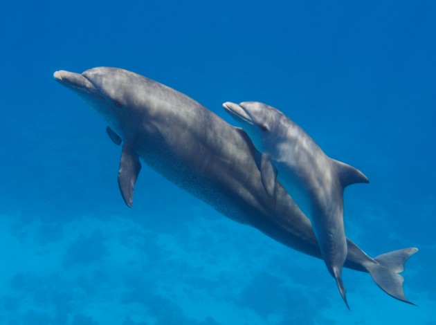 Дельфинов, два года проживших в пруду после урагана, наконец вернули в море