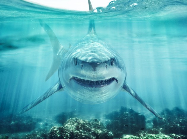 В США акула напала на мужчину прямо на мелководье