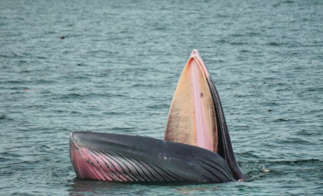 Гибель редкого кита вызвала негодование в адрес наблюдающих за китами