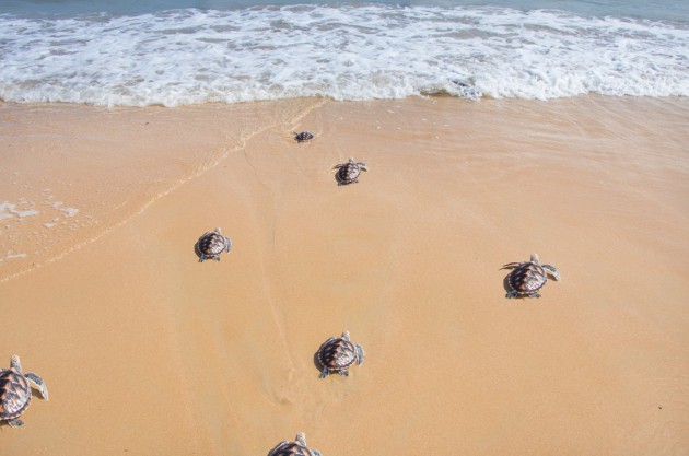 Ураган в США дезориентировал детенышей черепах — они могут погибнуть