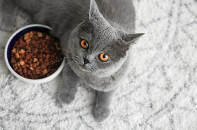 Эксперты установили уникальную черту кошек: они предпочтут «бесплатную» еду работе за лакомство