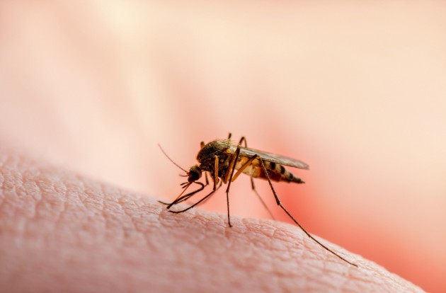 Новая недорогая вакцина от малярии поможет защитить десятки миллионов людей