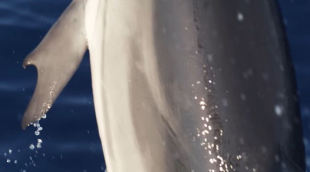 В Греции исследователи запечатлели дельфина с «пальцами»