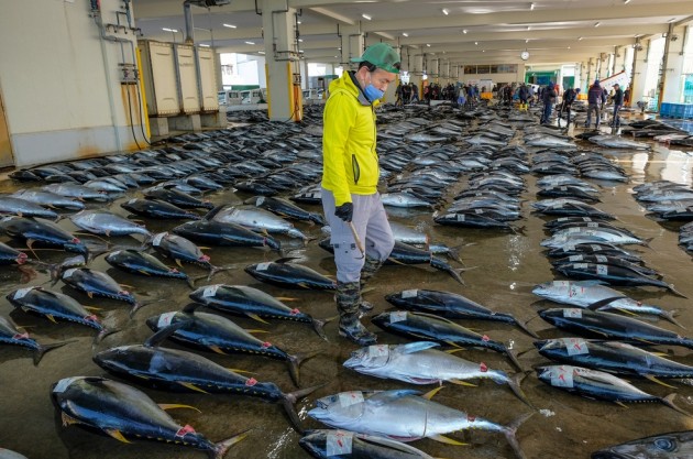 В Японии тунец массой 238 кг ушел с молотка за 72 млн рублей