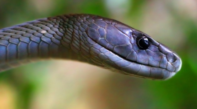 Ученые разработали противоядие от укусов самых опасных змей