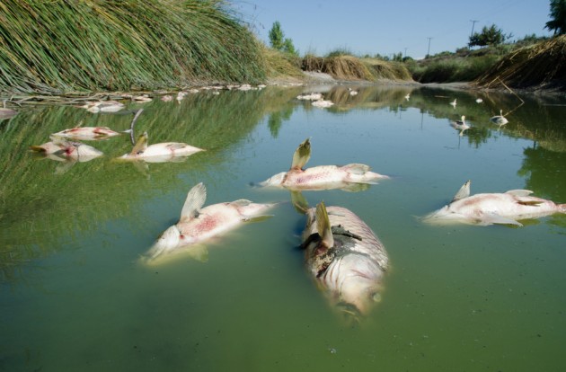 Ученые предрекли вымирание рыб вследствие глобального потепления