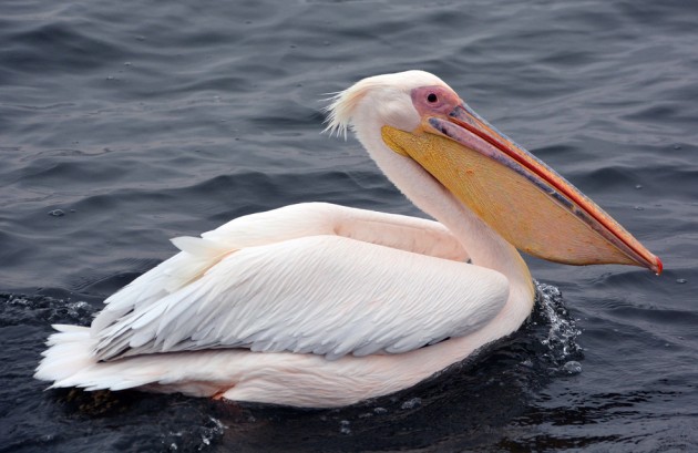 На Кубани нашли краснокнижных розовых пеликанов