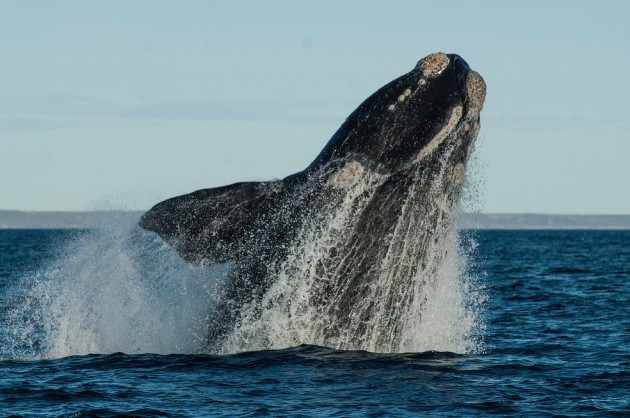 Находящемуся на грани исчезновения виду китов грозит вымирание из-за рыболовных снастей